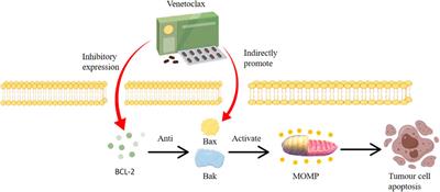 Mechanisms of action of the BCL-2 inhibitor venetoclax in multiple myeloma: a literature review